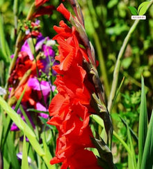 Votaniki Gladiolus Mascagni Top Size Bulbs Red Grandiflora Sword Lily Tall Flower Spikes Summer Blooming Cut Flower Garden Plant for Borders Full Sun (Pack of 250)