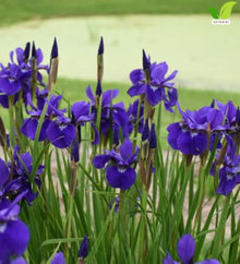 Votaniki Iris sibirica Caesar's Brother Siberian Iris Top Size Grade #1 Bare Root, Deep Purple Flowers for Borders, Rain Gardens, Cut Flowers and Water Features