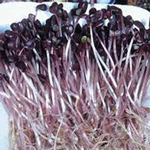 Mountain Valley Seed Co Organic Sango Purple Radish Seeds 25 lb Non-GMO