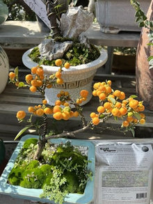 Soil Vigor Fine Granules: 7-Year Long-Lasting Soil Enhancement for Thriving Plants (25, Pounds)
