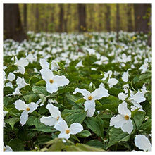 Everwilde Farms - 1/4 Lb White Trillium Native Wildflower Seeds - Gold Vault