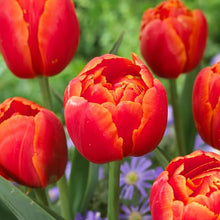 Garden State Bulb Icoon Double Late Tulip Flower Bulbs, 11/12cm (Bag of 250)