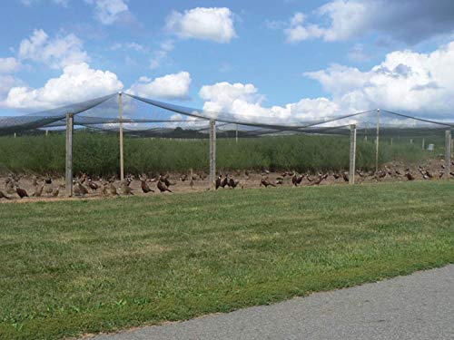 Stromberg's 1" Knotted Game Bird Netting Black - Heavy Duty, UV-Resistant, 85 lb Break Strength, 50' x 100'