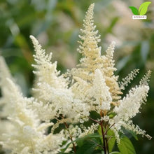 Votaniki Astilbe Avalanche Bare Root Perennial White Flowering Shade Plant Fragrant Plumes for Garden Borders Woodland Beds Cut Flower Landscaping Use (Pack of 25)