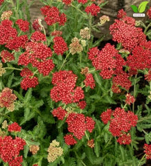 Votaniki Achillea Sassy Summer Sangria Yarrow #1 Size Root XXL Perennial Plant with Dark Red Flowers and Pollinator Friendly Summer Blooms for Borders Containers and Cut Gardens