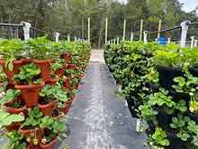 U-Pick Garden Vertical Planters (Stone)