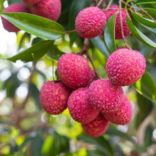 Live Mauritius Lychee Tree – Litchi chinensis | Tropical Lychee Fruit Tree Live Plant in 4 Inch Pot | Sweet & Fragrant Exotic Plant | Healthy Live Plant | Pack of 5