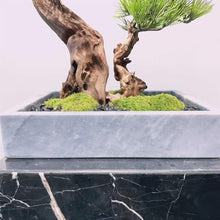 YXIANG56Q Fake Plants Modern Simulation Pine Tree Bonsai Creative Entryway Corner Decoration Fake Tree Greenery Ornaments Living Room Ornaments Bonsai Tree