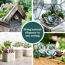 Shop Succulents Blush Rosette Succulent Plant Pack – Live Mini Rosette Succulents, Soft Pastel Colors, Low Maintenance Plants – Wedding Favors, Gifts & Home Decor, 2" Pots