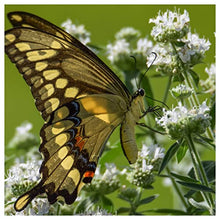 Everwilde Farms - 1 Lb Hairy Mountain Mint Native Wildflower Seeds - Gold Vault