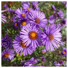 Everwilde Farms - 1 Lb New England Aster Native Wildflower Seeds - Gold Vault