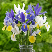 Dutch Iris Rainbow Mix – Top Size Flower Bulbs for Fall Planting | Hardy Perennial Bulbs for Planting | Vibrant Mixed Colors – Great for Gardens & Cut Flowers