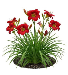 Votaniki Chicago Apache Daylily Bare Root Perennial Plant Scarlet Red Flowers with Yellow Watermark for Full Sun Borders Containers Mass Planting and Pollinator Gardens