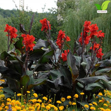 Votaniki Black Knight Giant Canna Lily Tubers for Planting Tall Red Tropical Flowers Bronze Leaf Summer Bloom Outdoor Garden Border Container Plants Full Sun Zones 3-10 (Pack of 50)
