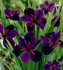 Votaniki Black Gamecock Louisiana Iris #1 Size Bare Root, Deep Purple 4 to 6 Inch Flowers for Rain Gardens, Water Gardens, Borders, Cut Flowers and Mass Planting