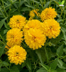Votaniki Heliopsis helianthoides Rays for Days False Sunflower #1 Size Root, Double Golden Yellow Flowers for Borders, Containers, Cut Flowers and Butterfly Gardens
