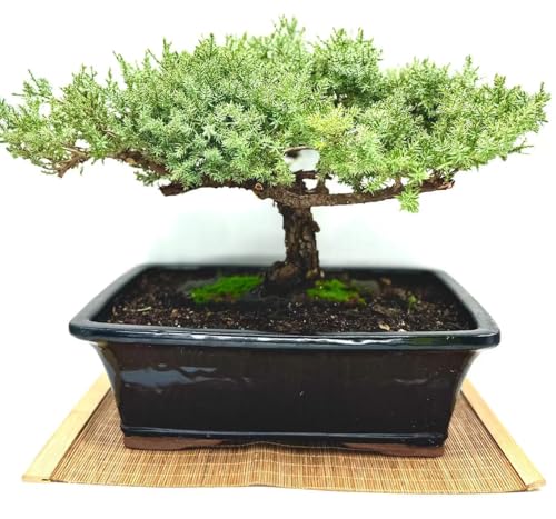 Live Dwarf Juniper Bonsai Tree 15+Years Old | Juniper or Jade Bonsai Tree | Indoor/Outdoor | 100% Handcrafted| Home and Office Décor | Best Gift for Holiday (style4)
