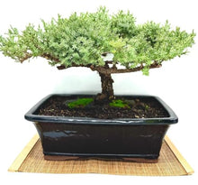Live Dwarf Juniper Bonsai Tree 15+Years Old | Juniper or Jade Bonsai Tree | Indoor/Outdoor | 100% Handcrafted| Home and Office Décor | Best Gift for Holiday (style4)