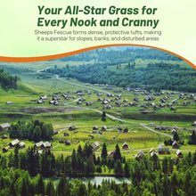 Outsidepride Sheeps Fine Fescue Grass Seed - 50 Lbs. Perennial, Pure Raw Seed w/ 0.00% Other Crop & Weed Seed