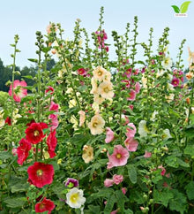 Votaniki Alcea Las Vegas Fig Leaf Hollyhock Live Plant Root with Multicolored Early Summer Flowers for Full Sun Cottage Gardens Borders Cut Flower Focal Point Landscapes
