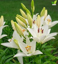 Votaniki Bright Diamond LA Hybrid Lily Top Size Bulbs, Fragrant Pure White Flowers with Lime Green Throats, Early to Mid Summer Blooms for Borders, Containers and Cutting Gardens