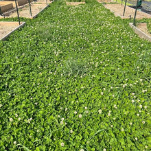 Mountain Valley Seed Co Micro Clover Seed for Lawn - 25 Lb Bulk