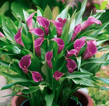 Votaniki Zantedeschia Paco Calla Lily Bulbs Dark Purple Flowers with Mauve Border for Garden Pots Cut Flower Production Late Spring Summer Bloom Container Plants (Pack of 25)