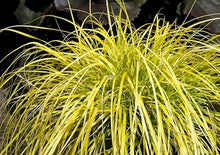 Classy Groundcovers: Everillo Sedge, 25 Pots - 3 1/4 in.