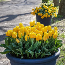 1,000 Bulbs - Bulk Yellow Tulips Flower Bulbs - 1,000 Bulbs per Pack - Good as Cut Flowers - Easy to Grow Live Plants - Outdoor Garden