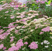 Votaniki Achillea Colorado Mix Yarrow Bare Root Perennial Mixed Color Summer Blooms Upright Hardy Plants for Garden Borders Cut Flowers Dried Arrangements Outdoor Growing (Pack of 50)