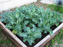 Soil Vigor Helps Flowers and Vegetable Garden Use Less Water and Fertilizers (20 pounds)