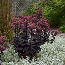 Votaniki Sedum Night Embers #1 Size Root for Planting – Hardy Perennial, Dark Foliage & Pink Flowering Stonecrop for Gardens & Landscapes | Easy Gardening (25 Pack)