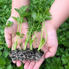 Soil Vigor Fine Granules: 7-Year Long-Lasting Soil Enhancement for Thriving Plants (25, Pounds)