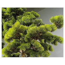 YXIANG56Q Fake Plants Simulated Inverted Artificial Pine Green Plant Landscape Indoor Courtyard Window Pine Tree Top of Wall Decoration Bonsai Tree(180x150cm)