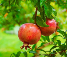 Votaniki Russian Pomegranate Tree — Live Plant 1-2 ft Tall for Garden or Backyard | Cold Hardy, Perennial & High-Yielding Edible Fruit Tree for Planting Outdoors, Easy-to-Grow (12 Pack)
