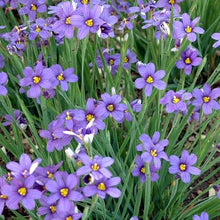 Votaniki Sisyrinchium angustifolium ‘Lucerne’ (Blue-Eyed Grass) - #1 Size Root for Planting – Perennial Garden Plant for Sun and Shade | Pollinator-Friendly, Easy to Grow (25 Pack)