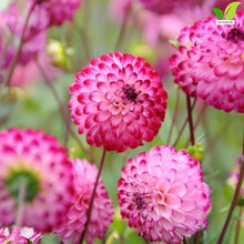 Votaniki Dahlia Little Robert #1 Size Tubers Pompon Flower Magenta Pink Blooms Summer to Fall Garden Plant for Borders Beds Containers Cut Flower Outdoor Full Sun Planting (Pack of 25)
