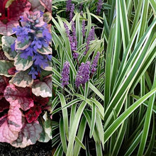 Classy Groundcovers: 75 Variegated Shade Plants that Deer Avoid