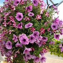 Mountain Valley Seed Co Bloom Master Hanging Baskets 6 Gallon 14 Pack Bulk