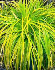 Classy Groundcovers: Everillo Sedge, 25 Pots - 3 1/4 in.