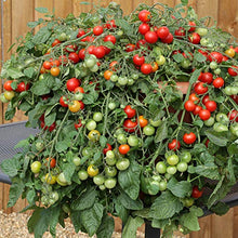 Potassium Super Absorbent Polymer Make Healthy Soil and Healthy Plants 30 Pounds (6 x 5 lb Bags)