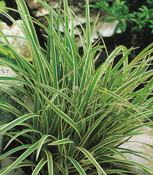 Classy Groundcovers: Sedge 'Ice Dance', 25 Pots - 3 1/4 in.