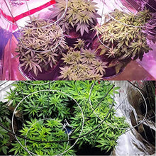 JINHH 2000 Watt LED Grow Light Full Spectrum IR COB Series Plant Grow Lamp with Daisy Chain Veg and Bloom Switch for Hydroponic Greenhouse Indoor Plant Veg and Flower