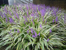 Classy Groundcovers: 75 Variegated Shade Plants that Deer Avoid