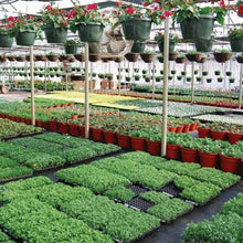 Farm Plastic Supply - Black & White Greenhouse Plastic Sheeting - 6 mil - (24' x 100') - 90% Reflective Green House Covering Film for Farming, Gardening, Agriculture