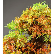 YXIANG56Q Fake Plants Simulation Bonsai Welcome Pine Ornaments Office Living Room Porch Decoration Crafts Opening Gift Plant Bonsai Tree(J)