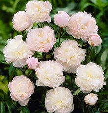 Votaniki Shirley Temple Peony Bulbs - Fragrant Light Pink Double Flowering Type Blooms | Perennial, Attracts Pollinators, Easy to Grow (12 Pack)