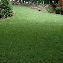 Outsidepride SPF-30 Hybrid Bluegrass Seeds - 50 lbs. Heat & Drought Tolerant, Texas Bluegrass & Kentucky Bluegrass Seed Mix for Challenging Climates, OptiGrowth Coated for Better Establishment