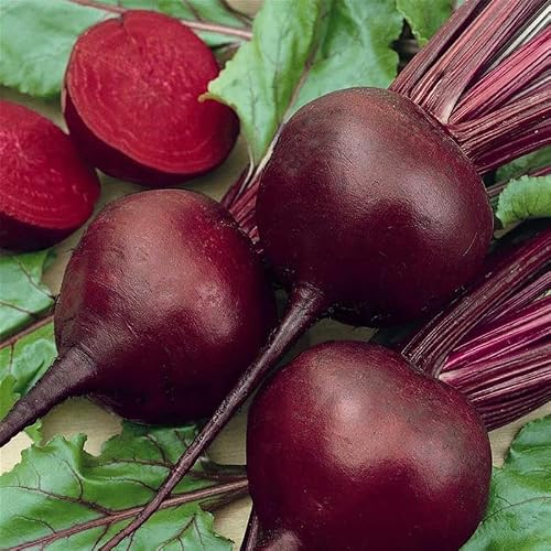 Mountain Valley Seed Co Beet Seeds Detroit Dark Red 25 Lb ~500,000 Seeds