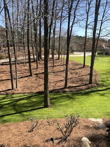 Long Needle Pine Straw Mulch - 2400 Sqft Coverage 3 Set - Premium USA Harvested PineStraw for Landscaping, Weed Control, Moisture Retention & Erosion Control - USA Pinestraw